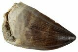 Large, Fossil Mosasaur (Prognathodon) Tooth - Morocco #262803-1